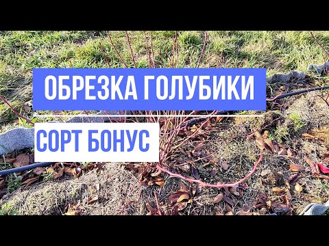 Видео: Сорт Бонус. Обрезка голубики. Формировка куста.