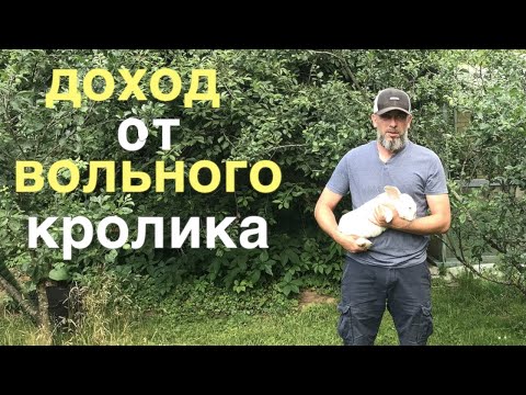 Видео: КАК Я БОГАТЕЮ НА КРОЛИКАХ