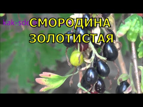 Видео: Смородина золотистая.