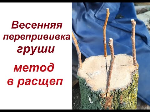 Видео: Перепрививка груши методом в расщеп