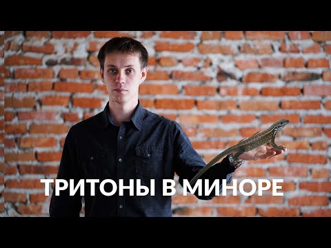 Видео: Тритоны в миноре