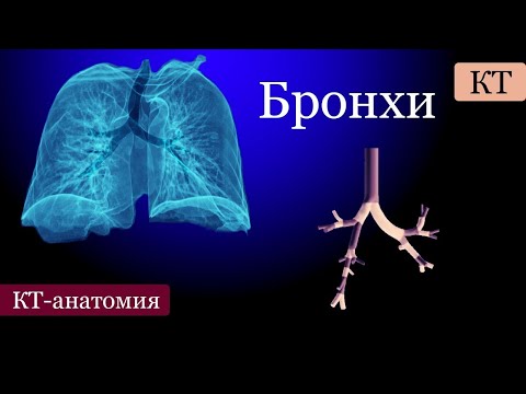 Видео: Бронхиальное дерево на КТ: как идут бронхи ПРОСТЫМИ СЛОВАМИ.