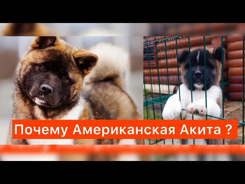 Видео: Почему Американская Акита? #akitalife #собака #абакасобака #americanakita#животные #собаки #щенки