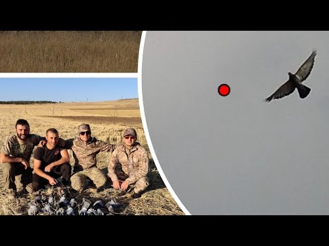 Видео: охота на голубя / pigeon hunting / axavnu vors / աղավնու որս