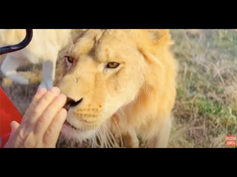 Видео: Молодые львы ищут общения с Человеком!