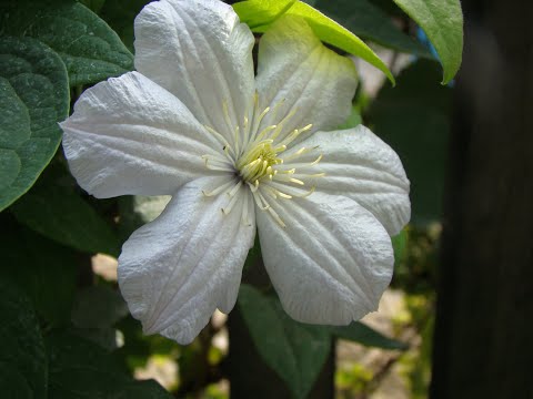 Видео: Известковое молоко для клематисов: да или нет?