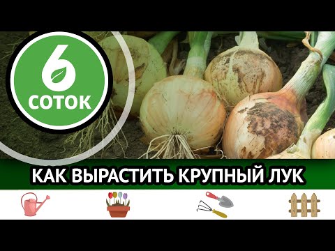Видео: Как вырастить крупный лук. Почему не работают биопрепараты. 6 соток 13.06.2022