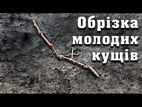 Видео: Як правильно обрізати та сформувати молодий кущ винограду