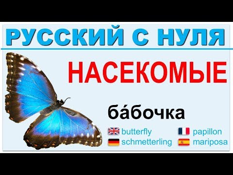 Видео: Русский язык с нуля. Насекомые. РКИ для всех.