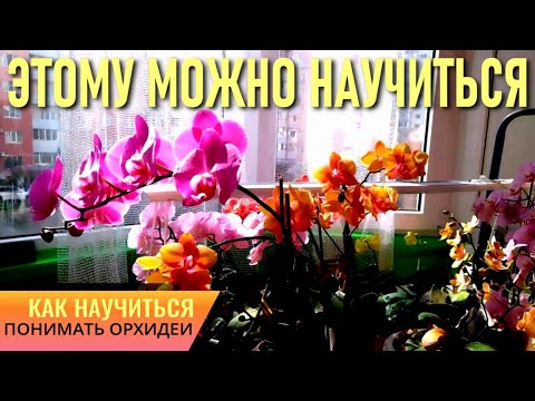 Видео: СОВЕРШЕННО НИЧЕГО НЕ ПОНИМАЕТЕ В ОРХИДЕЯХ? НАУЧИТЬСЯ МОЖНО! СПАСАЕМ, ВЫХАЖИВАЕМ И ЗАЦВЕТАЕМ ОРХИДЕИ!