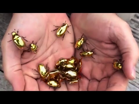 Видео: Узрите Редких Золотых Скарабеев