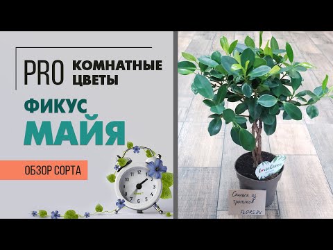 Видео: Фикус Микрокарпа Майя - деревце с переплетенным штамбом | Как ухаживать за фикусом на штамбе