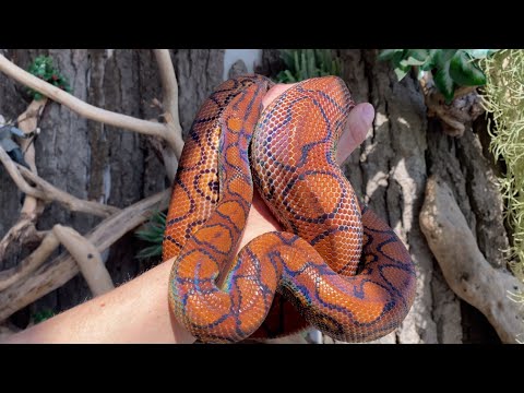 Видео: Беременная змея. Содержание радужного удава