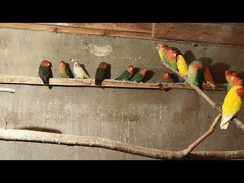 Видео: продам попугаев +79787236079,неразлучники,волнистые