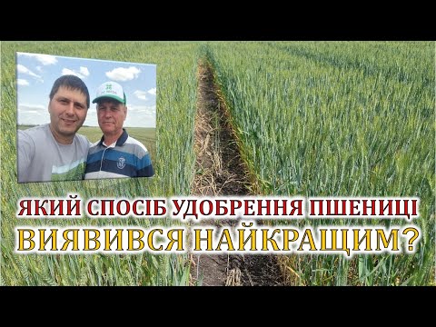 Видео: Який спосіб удобрення пшениці виявився найкращим?