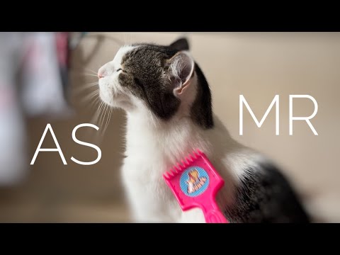 Видео: АСМР скретчинг моего кота *расчесываю, чешу и глажу*