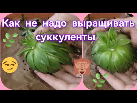 Видео: Как не надо выращивать суккуленты 😉