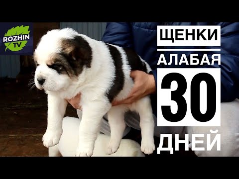 Видео: ЩЕНКИ АЛАБАЯ 30 ДНЕЙ / ВЕС ЩЕНКОВ