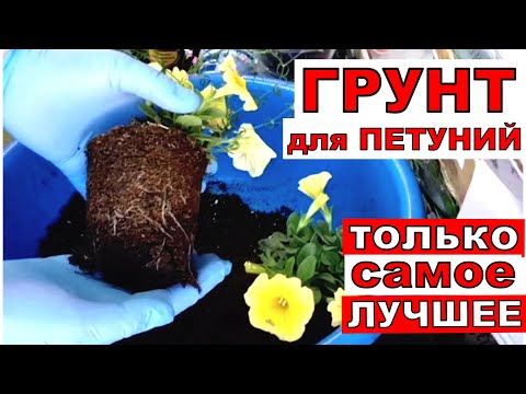 Видео: Почему не всходят ПЕТУНИИ? Лучший грунт для посева и пикировки петунии
