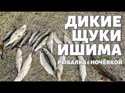 Видео: ДИКИЕ ЩУКИ ИШИМА #Рыбалка с ночёвкой 🎣🎣🎣