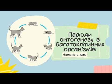 Видео: Біологія 9 клас  Періоди онтогенезу в багатоклітинних організмів