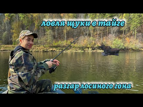 Видео: В тайгу на 4 дня. Ловим щук, чтобы отпустить в пруд. Разгар лосинного гона