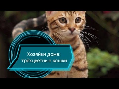 Видео: Характер трёхцветных кошек: темпераментные и загадочные#кот 