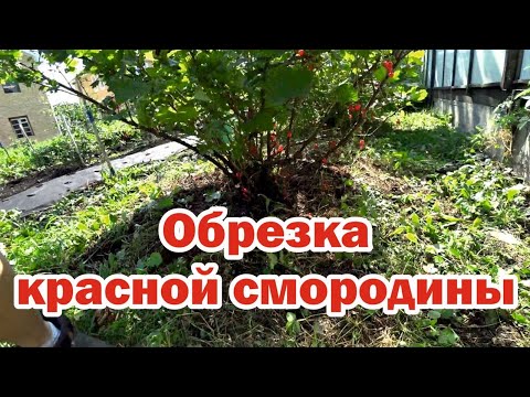 Видео: Тонкости обрезки красной смородины