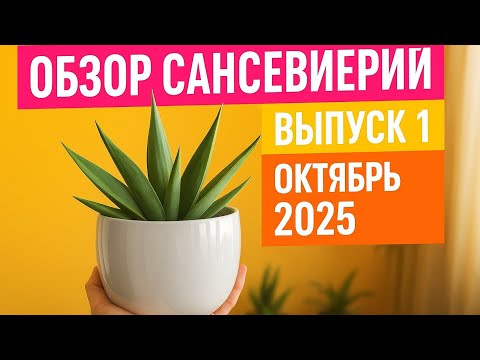 Видео: Обзор моей коллекциии сансевиерий. Выпуск 1. 