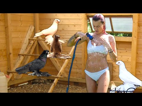 Видео: Я Провел 100 Часов Внутри Голубятни! Двухчубые голуби. Tauben. Pigeons. Palomas. Pombos. 비둘기.