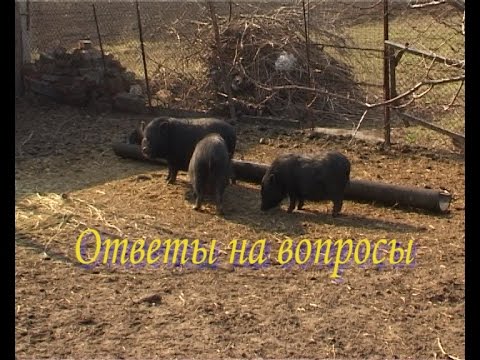 Видео: Вьетнамские поросята.Ответы на вопросы  3