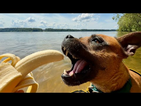 Видео: Клёпкины прогулки 🐶😊