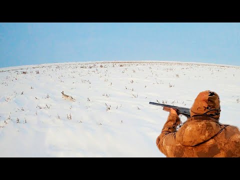 Видео: ОХОТА НА ЗАЙЦА В КАМЫШАХ, ДОБЫЛИ ОГРОМНОГО РУСАКА. Охота на зайца 2024