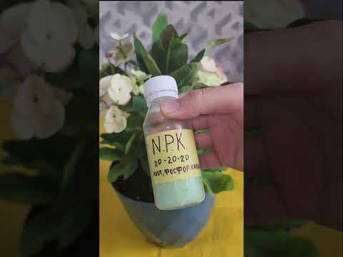 Видео: N⁰-358. МАЛАЧАЯ ГУЛИНИ ПАРВАРИШИ ВА КУПАЙТИРИЛИШИ.🥰🥰🥰