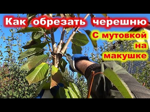 Видео: ОБРЕЗКА молодой ЧЕРЕШНИ 3 лет с мутовкой