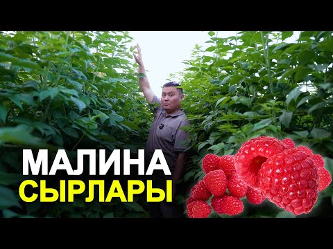 Видео: Малина отургузбагыла, бул негизги эрежелерди билбесенер!