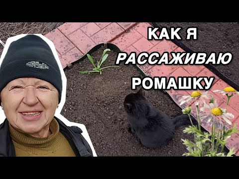 Видео: Вся моя коллекция ромашек погибла 😭 Начинаю всё с нуля! Осенняя посадка ромашек 🌼