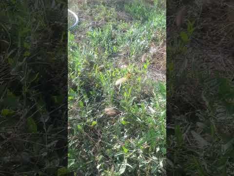 Видео: Диогнозунарды айтып берем😁