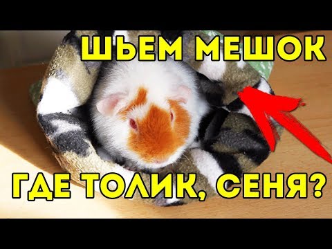 Видео: НОВЫЕ СВИНКИ НА КАНАЛЕ / Как Сшить Мешок Для Морской Свинки