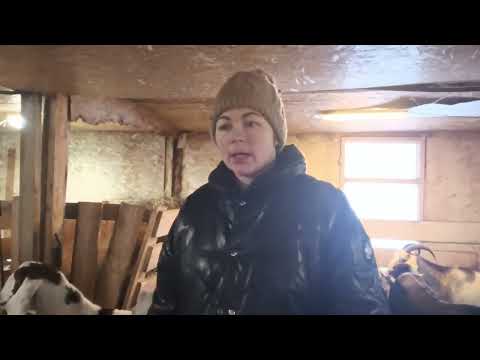 Видео: Кормление и запуск беременных коз (мой опыт, возможно у вас другой🤗)
