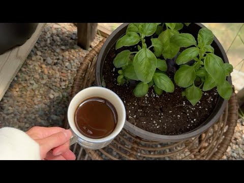 Видео: ГУЛЛАРДА ТУРЛИ КАСАЛЛИКЛАР