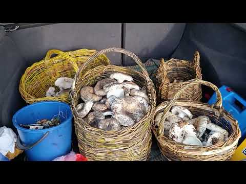 Видео: ЗАШЕЛ В ЛЕС ПЕРВЕЕ ВСЕХ ГРИБНИКОВ. ГРУЗДИ.  ГРИБЫ НА КАЖДОМ ШАГУ. ПОЛНАЯ МАШИНА ГРИБОВ.