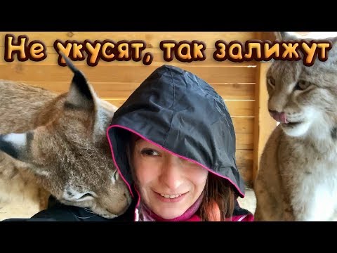 Видео: НЕ УКУСЯТ, ТАК ЗАЛИЖУТ / Прогулка с рысями Ханной, Умкой и Марти