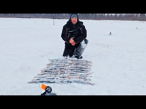 Видео: Очередная раздача щуки и окуня, зимняя рыбалка в ЯНАО