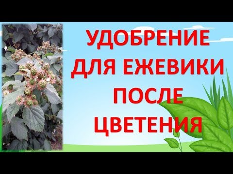 Видео: Вот чем надо подкормить ежевику после цветения для  увеличения урожайности. Ежевика уход выращивание