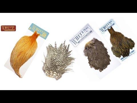 Видео: Понимание перьев для вязания мушек на мерланга — накидки/седла и куры/петухи