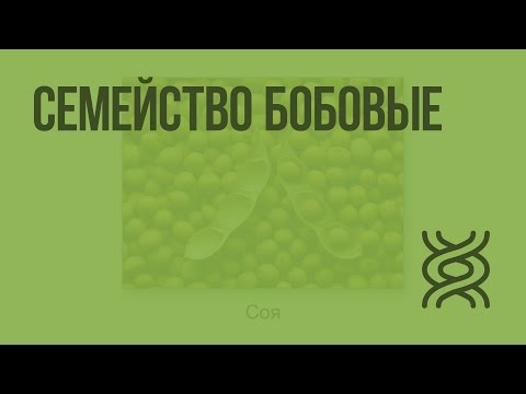 Видео: Семейство Бобовые. Видеоурок по биологии 6 класс