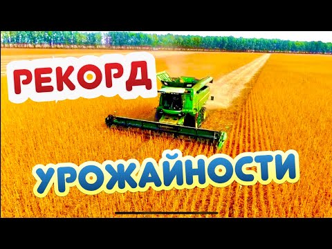 Видео: СУЛТАНА - ЭТО ПОХОРОНЫ !!! 
НАШ ЛИЧНЫЙ РЕКОРД УРОЖАЙНОСТИ …