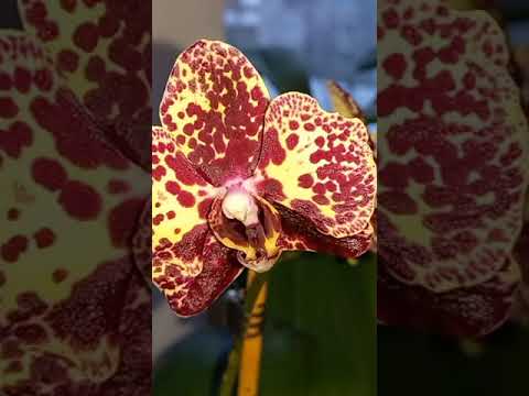 Видео: Yellow Leopard первое цветение подростка.