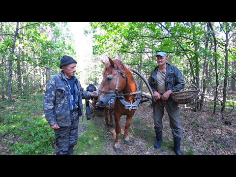 Видео: КАК ЖИВУТ ЛЮДИ в БЕЛАРУССКОЙ ГЛУШИ. ЖИЗНЬ в ГЛУХОЙ ЛЕСНОЙ ДЕРЕВНЕ. №356